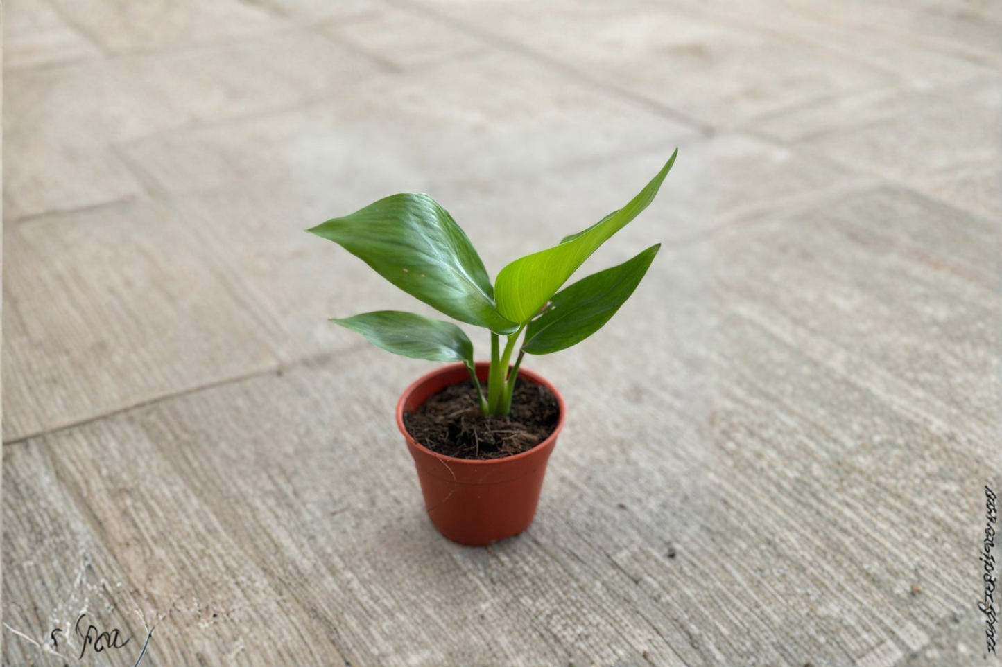 Bird of Paradise Live Plant 4 Inch Pot Strelitzia Tropical Houseplant Fully Rooted Indoor Foliage Plant Gift