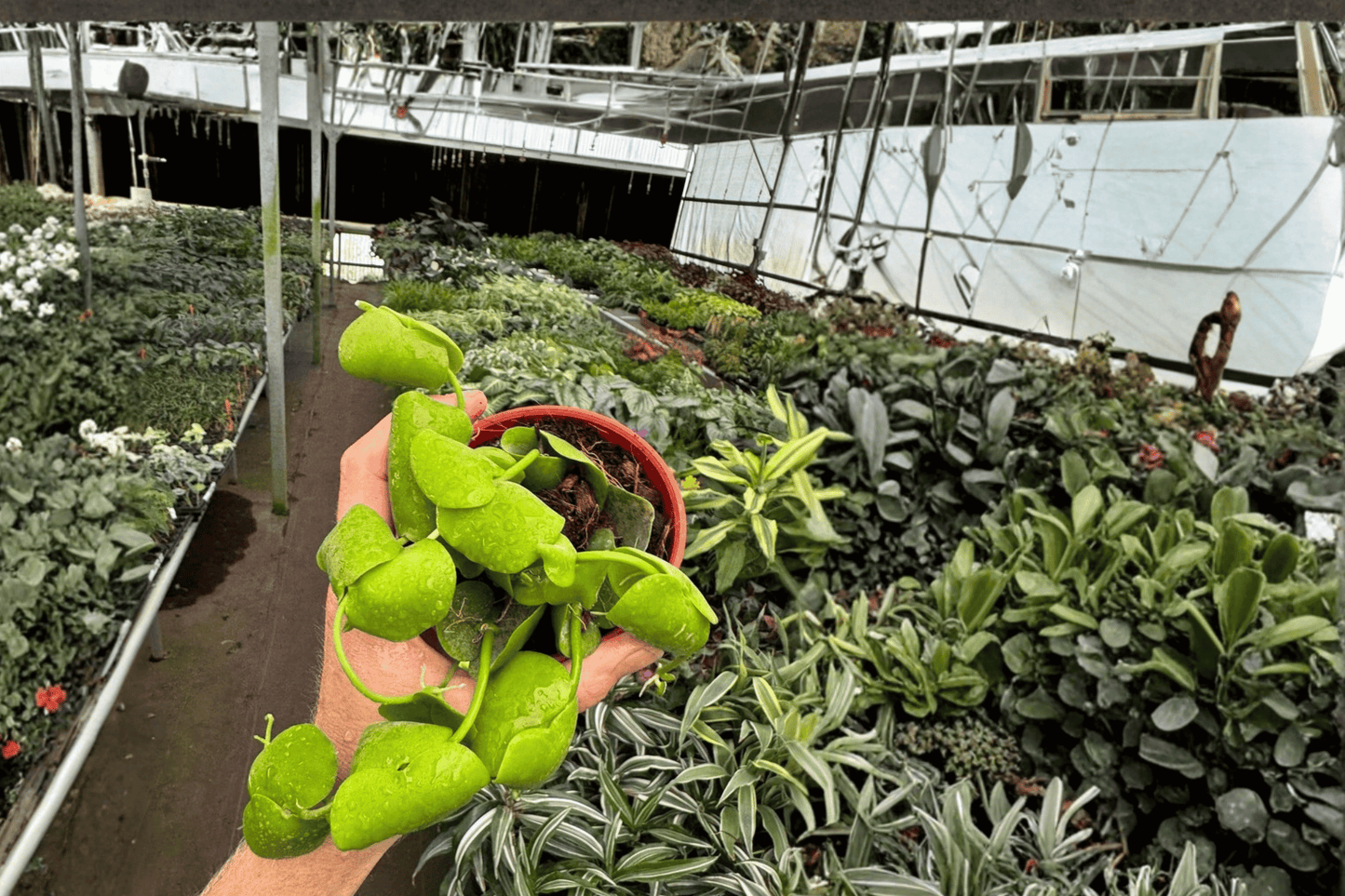 2 Dischidia platyphylla Starter Plants Bare Root – Dischidia platyphylla