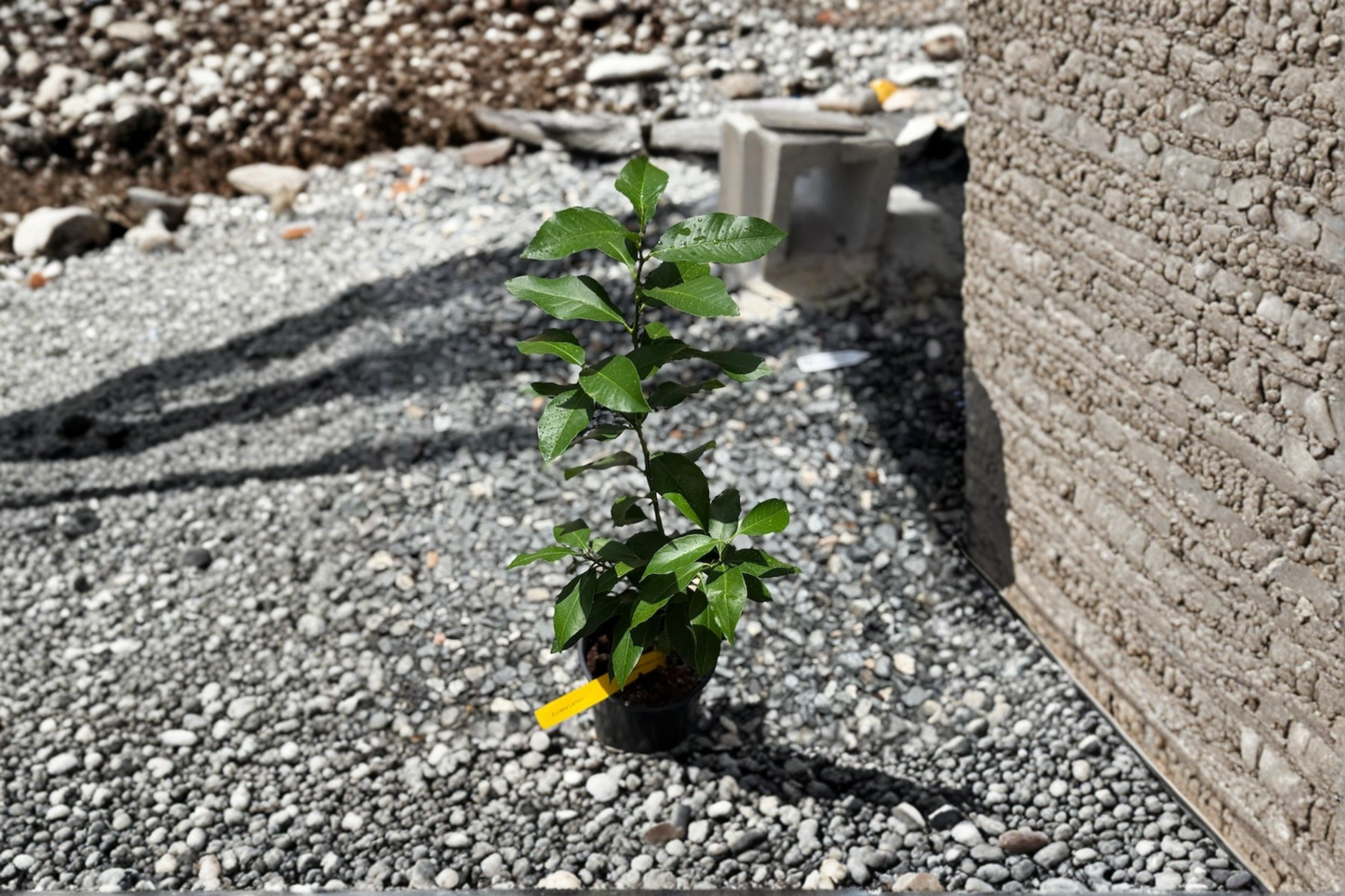 Grafted Lemon Tree Live Plant Citrus Houseplant Indoor Outdoor Fruit Tree in 5 Inch Pot