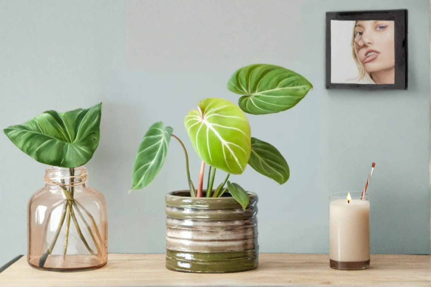 Philodendron Gloriosum Live Plant Rare Velvet Leaf Houseplant Tropical Indoor Plant Starter Cutting Home Decor Gift