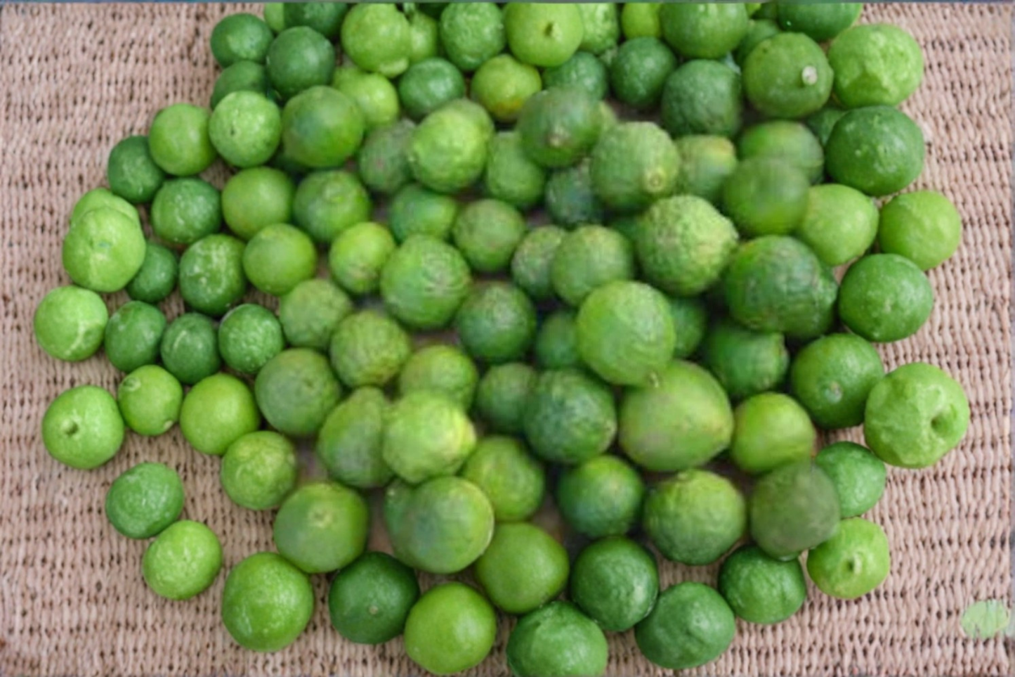 Makrut Kaffir Lime Seeds 5 Pack Indoor Outdoor Citrus Fruit Seeds Fresh USA Farm Harvested Fast Shipping