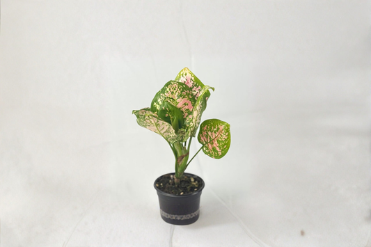 Aglaonema Anyamanee Tricolor Live Plant Pink Variegated Houseplant in 4 Inch Pot Indoor Tropical Plant Gift Decor