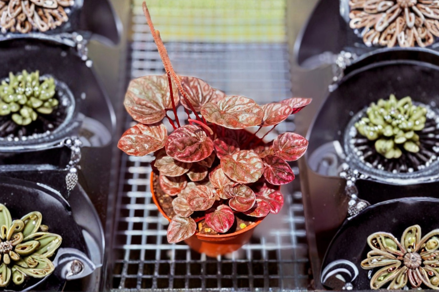Peperomia Schumi Red Live Plant Red Foliage Houseplant Indoor Starter Plant Gift