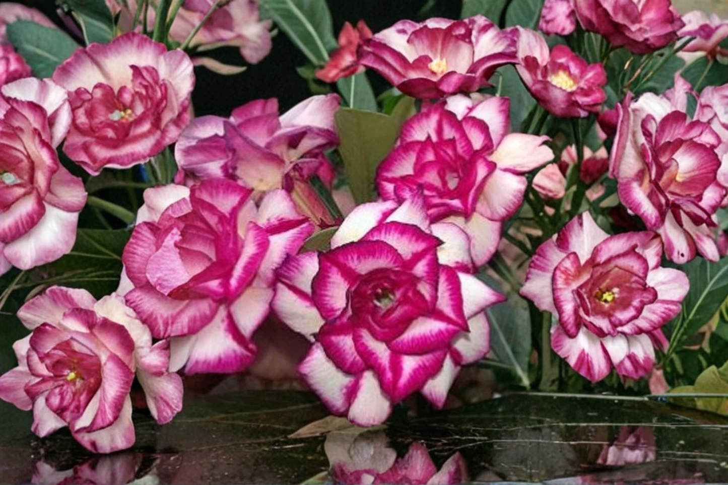 For safer Etsy compliance and clearer buyer expectations, I’m using “rose bush” instead of “rose tree.”