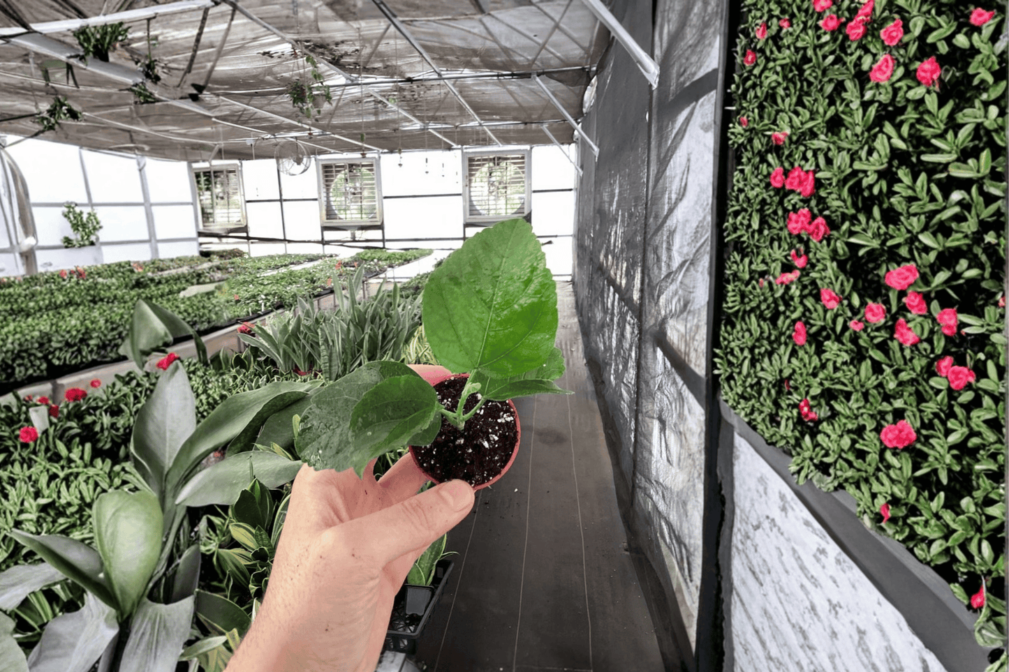 2 Sweet Persuasion Hibiscus Live Starter Plant – 2-Inch Size – Hibiscus rosa-sinensis