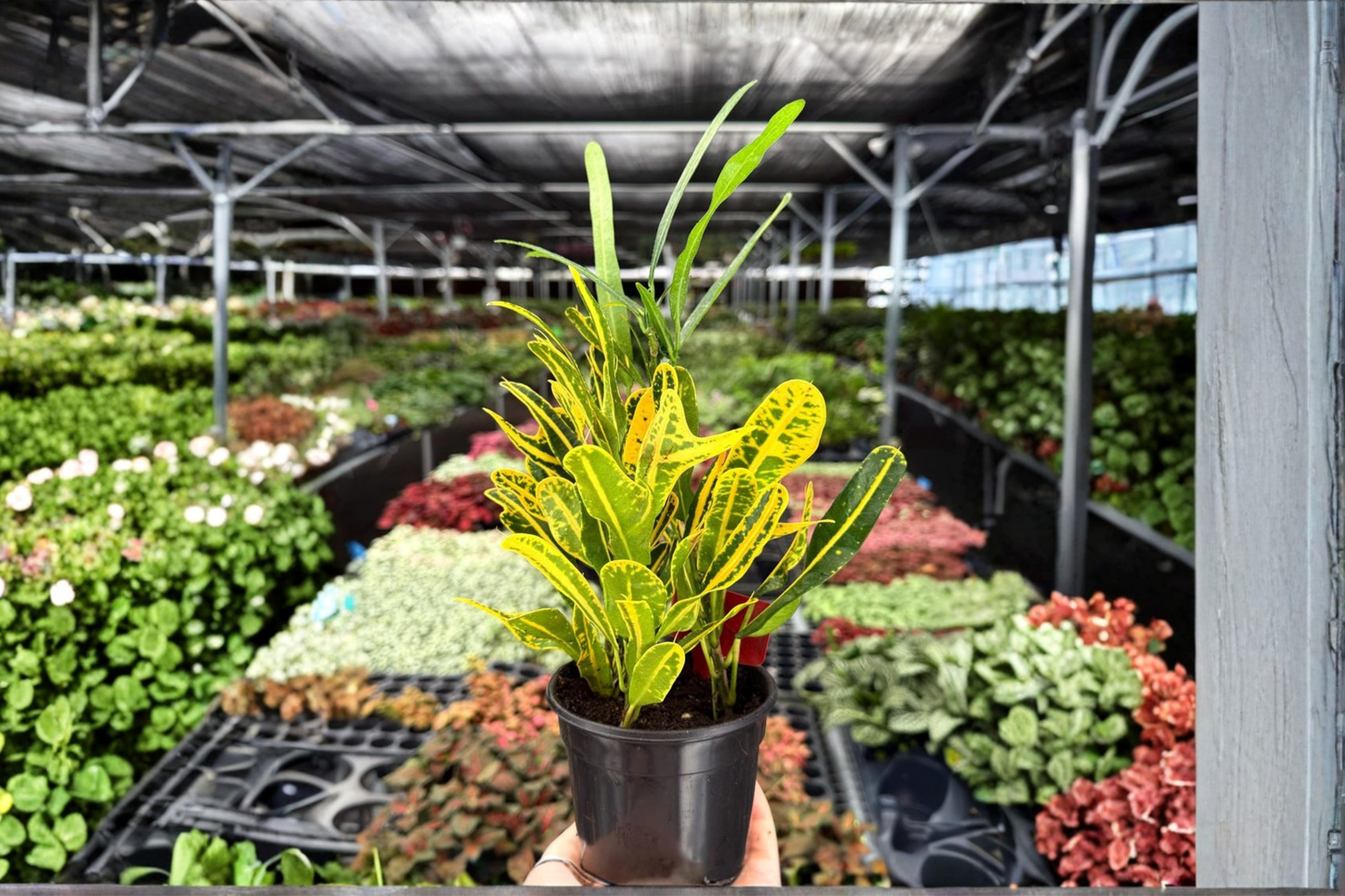 2 Exact Banana Croton Live Plants – 4-Inch Potted Houseplants (Codiaeum variegatum 'Banana')