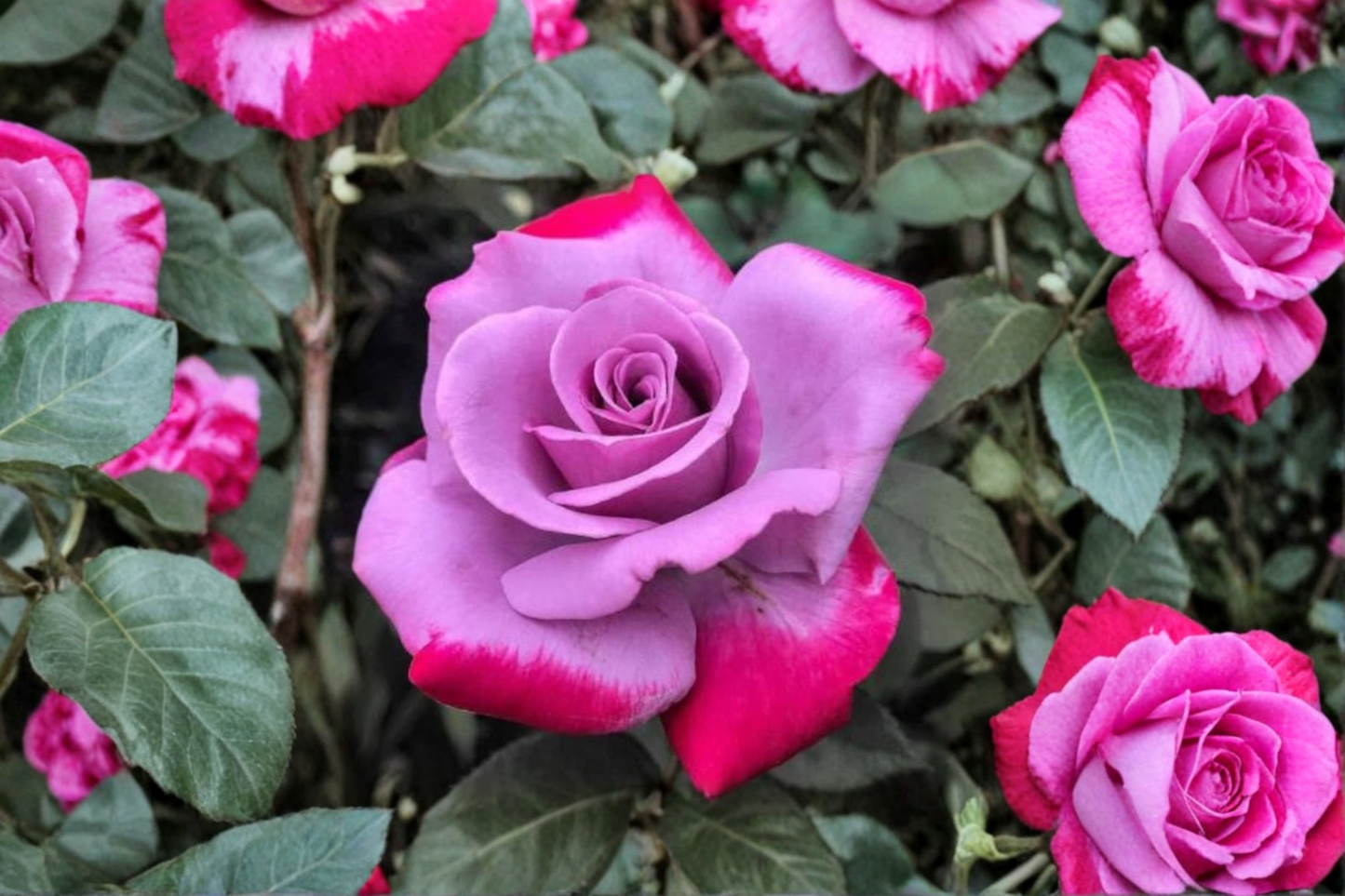 Purple Red Rose Seeds Rare Two Tone Rose Flower Variety 20 Seeds Ornamental Garden Bush Planting Seed Pack