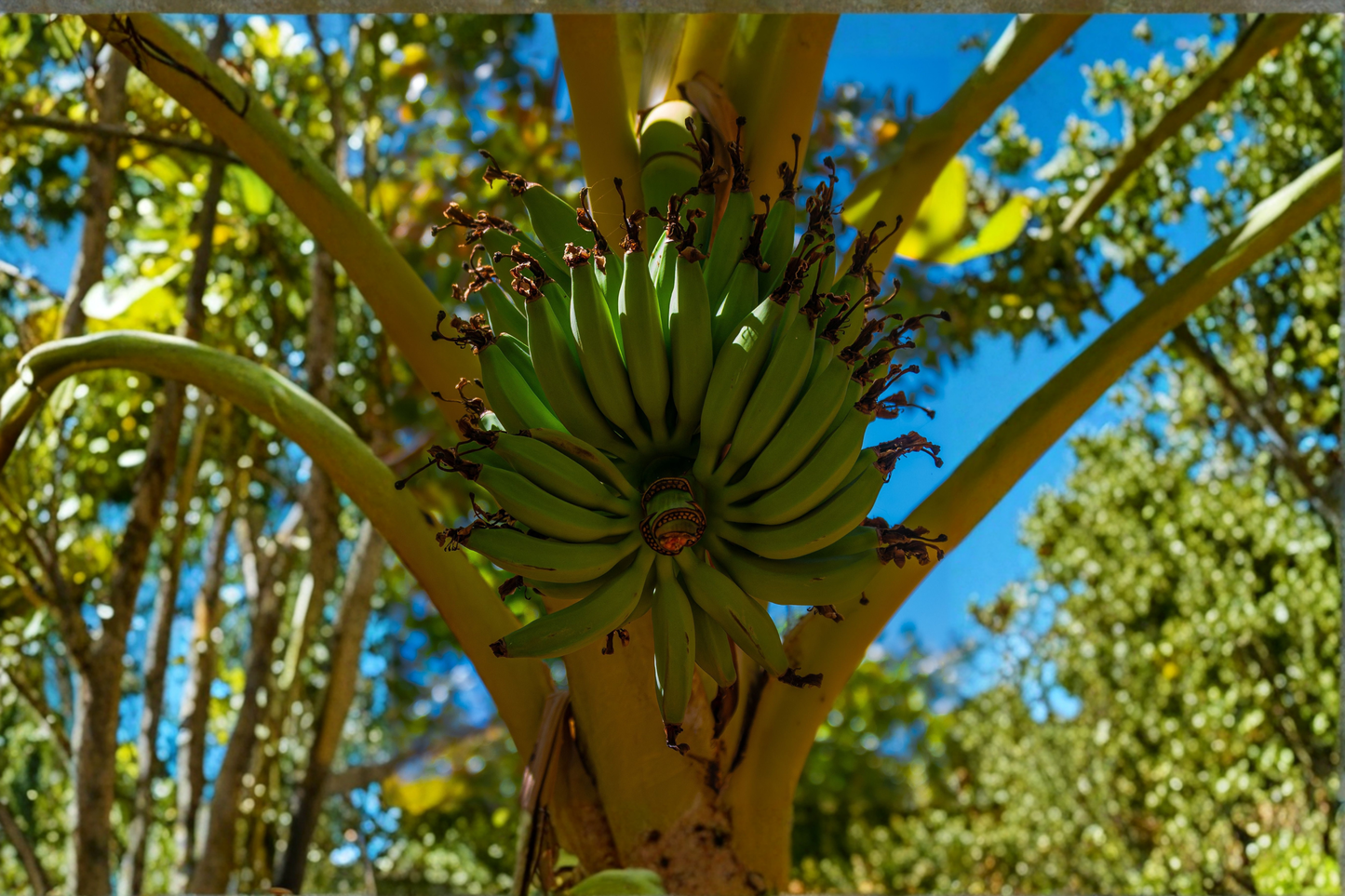 Williams Hybrid Giant Cavendish Banana Live Bulb – Musa 'Williams Hybrid'