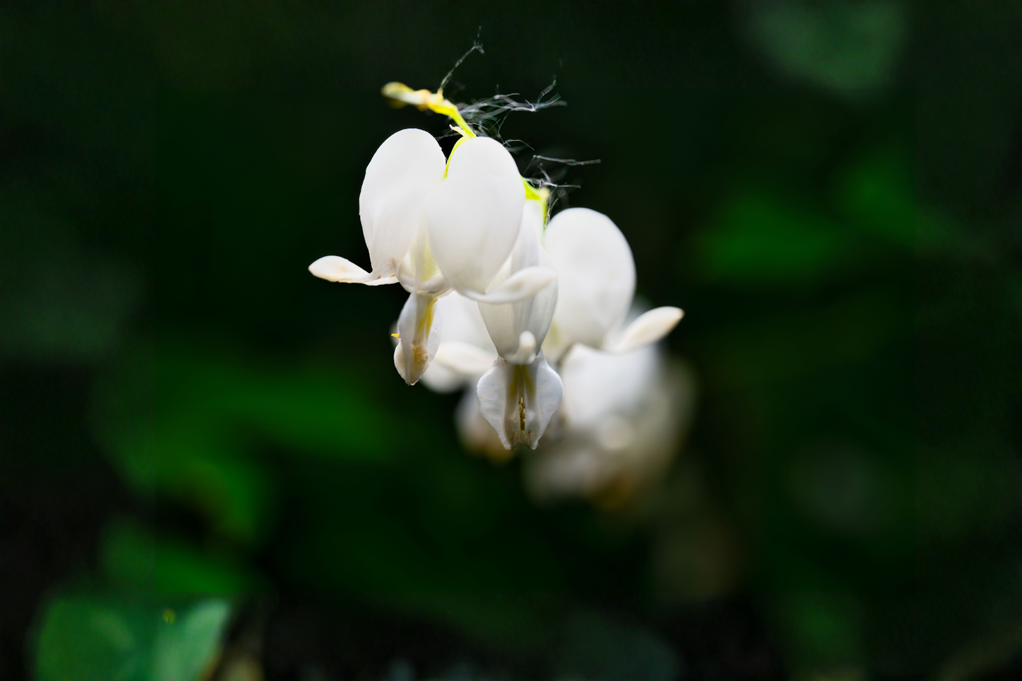 White Bleeding Heart Live Plant in Pot – Dicentra spectabilis 'Alba'