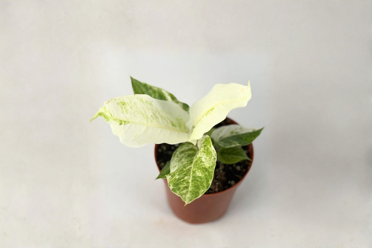Anthurium Hookeri Variegated Live Plant Variegata Anthurium in 4 Inch Pot Tropical Indoor Houseplant Gift Decor