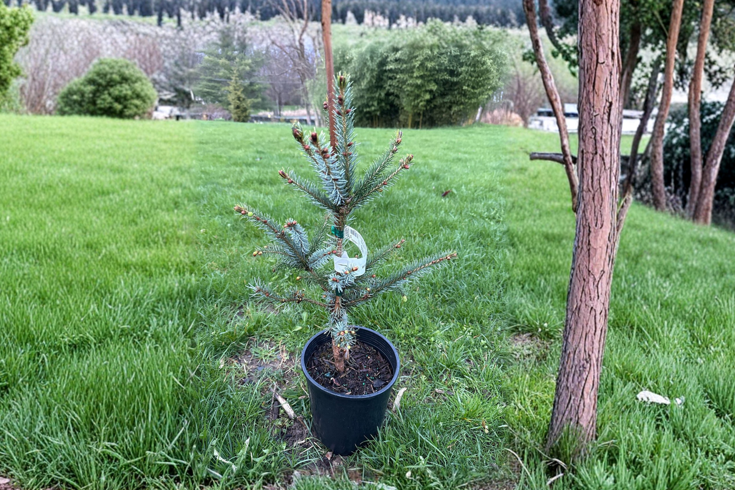 Bruns Serbian Spruce Live Plant 12 Inch 1 Gallon Pot Narrow Evergreen Conifer Cold Hardy Landscape Tree