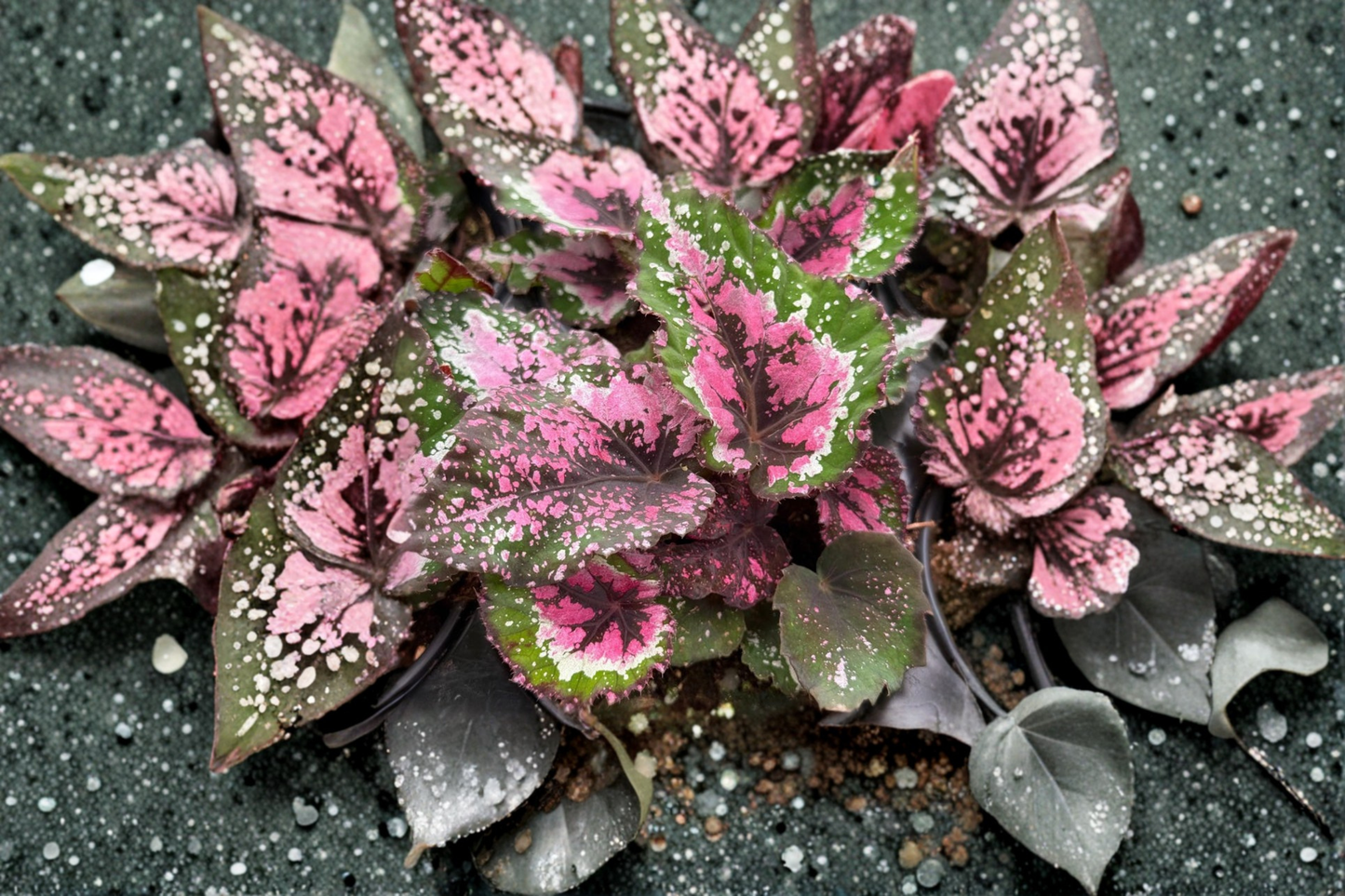 Begonia Alaska Creek Live Plant Rare Rex Begonia Pink Tropical Houseplant in 4 Inch Pot