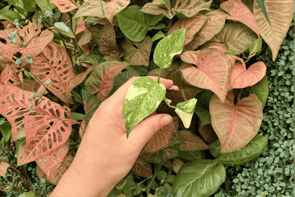 2 Monstera 'Legacy' Exact Starter Plants – Specific Live Monstera Plants