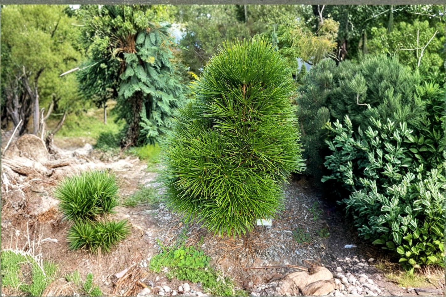 Japanese Umbrella Pine ‘Cynthia Waxman’ 2 Gallon Live Plant – Rare Sciadopitys Evergreen Tree for Garden Landscape