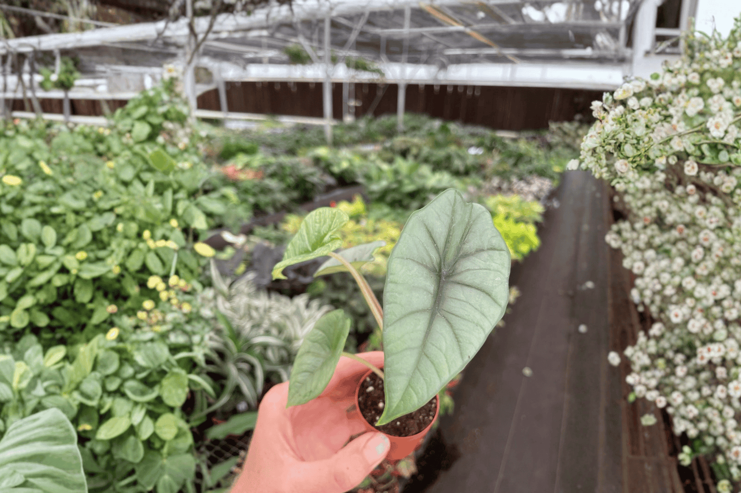 Alocasia Bisma ‘Platinum’ 2 Live Starter Plants – 2-Inch Pot Format