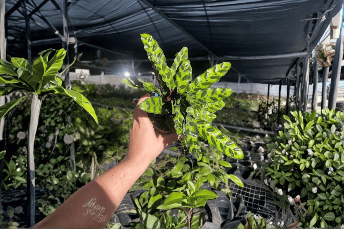 2 Calathea Lancifolia 'Rattlesnake' Live Plants in 4-Inch Pots – Tropical Houseplants