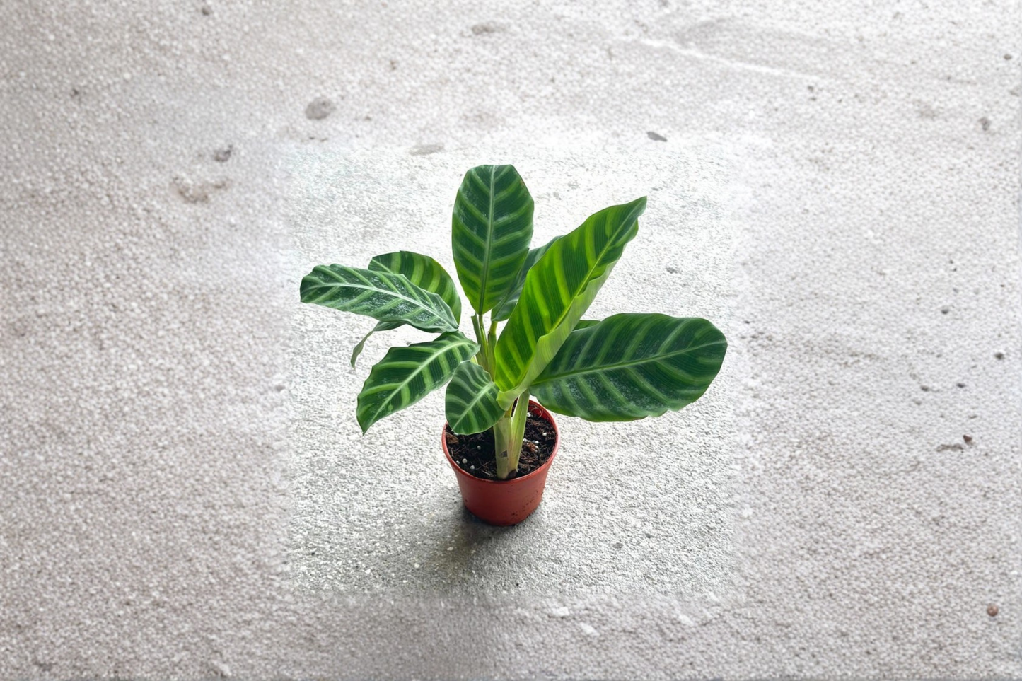 Calathea Zebrina Live Plant Zebra Prayer Plant Rooted Tropical Houseplant Starter