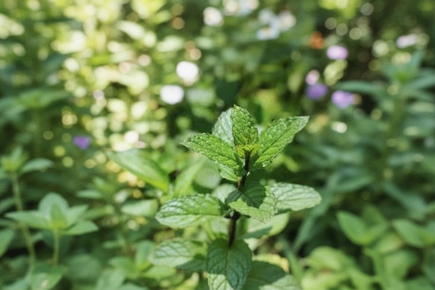 Organic Peppermint Live Plant Mentha Piperita Herb Plant 5 to 9 Inch Rooted Starter Free Shipping Without Pot