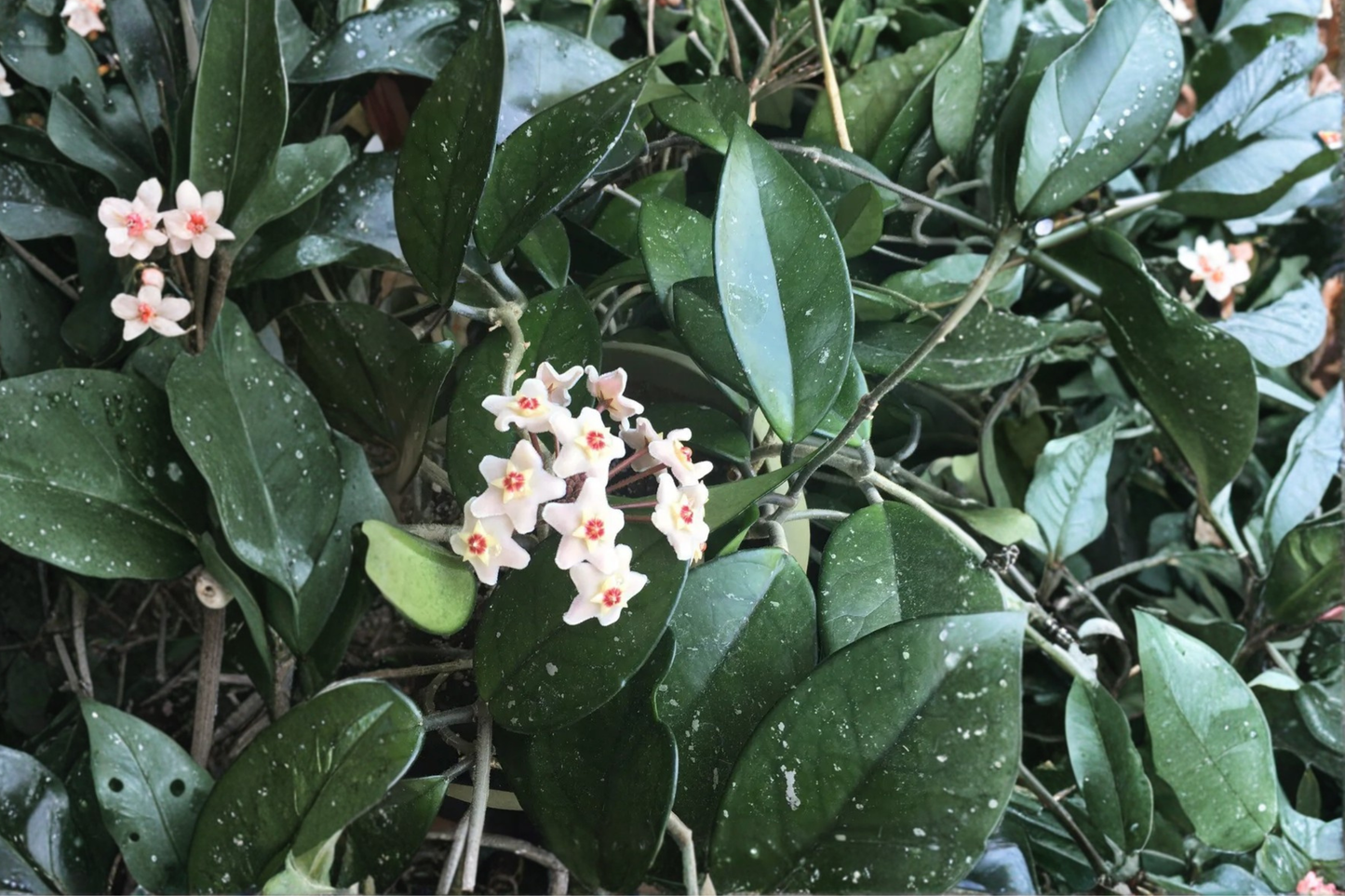 Rooted Hoya Carnosa Live Cuttings in 2.5-Inch Pots – Wax Plant Starter Houseplants