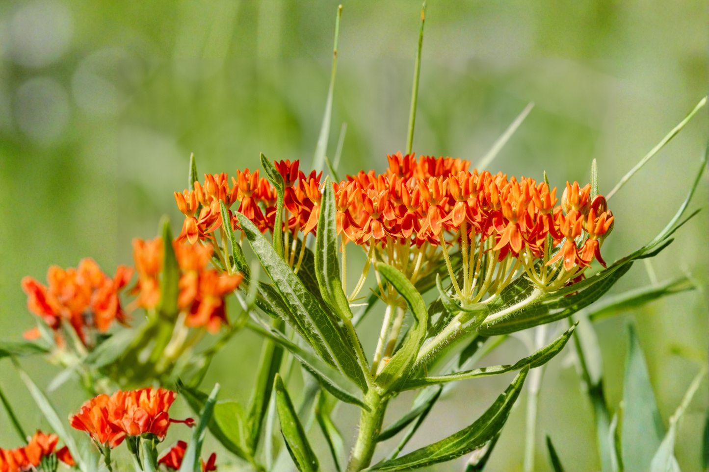 Mexican Milkweed Live Plants 3 Rooted Starters in 1 Qt Pots Asclepias Curassavica Tropical Perennial Flower Plant