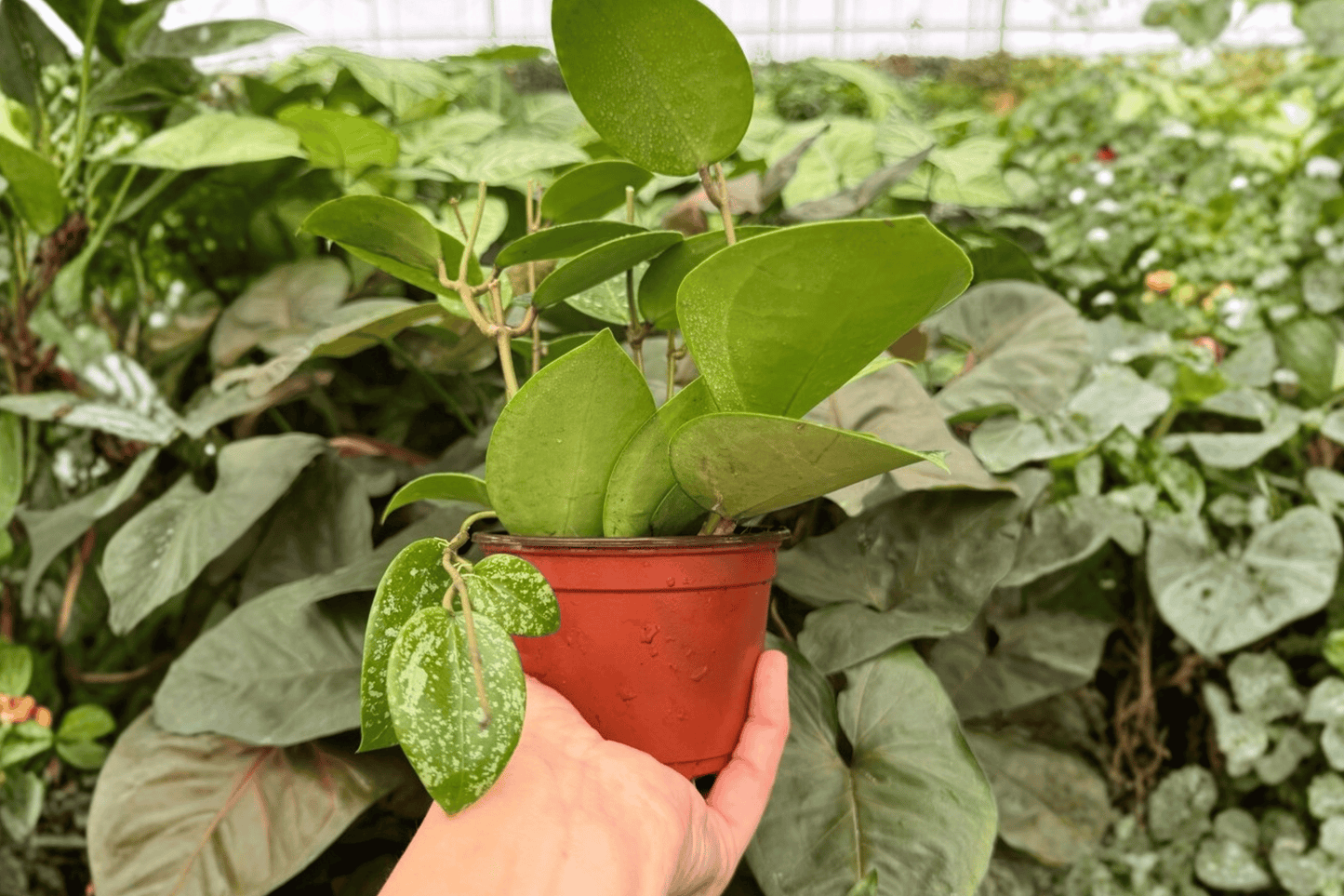 Hoya Parasitica Splash 2 Exact Live Plants – 4-Inch Pots – Hoya verticillata