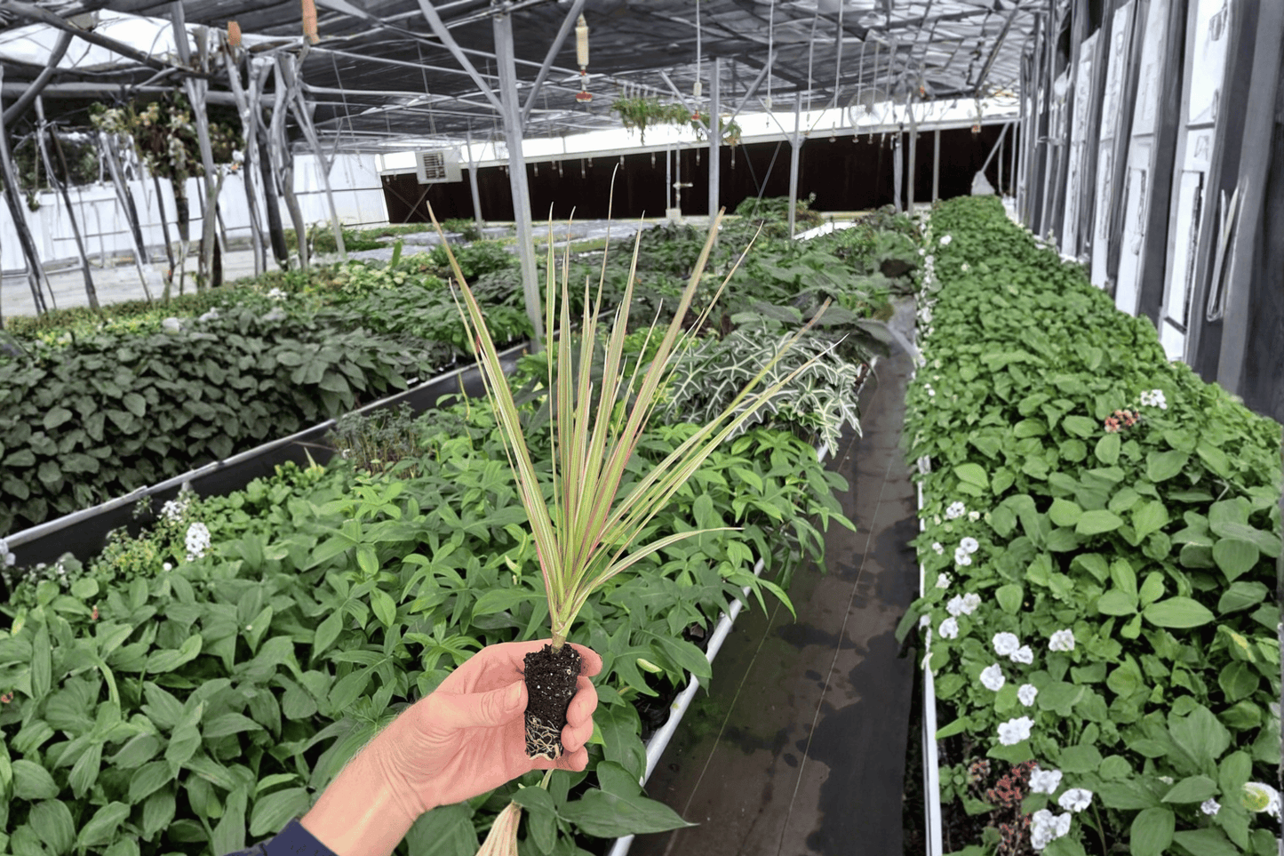 2 Dracaena Marginata 'Bicolor' Starter Plants Bare Root – Dracaena marginata 'Bicolor'