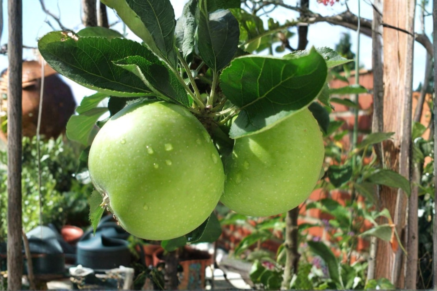 Dwarf Granny Smith Apple Tree Grafted Live Plant Self Pollinating Apple Tree Compact Fruit Tree for Patio Garden