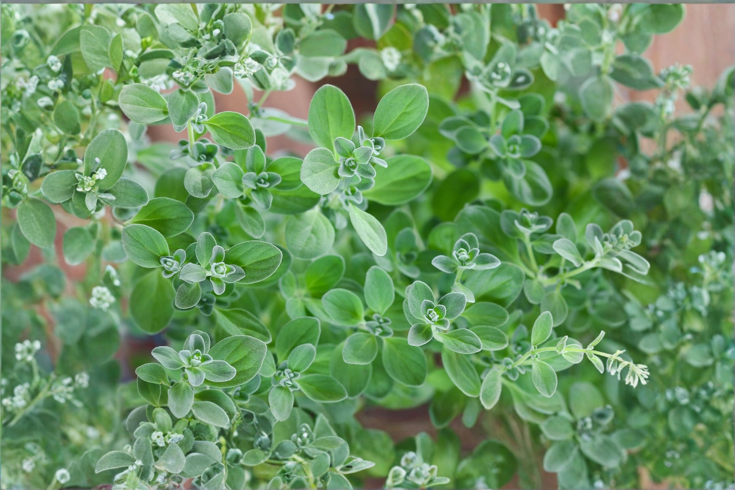 Organic Marjoram Live Plants 3 Rooted Herb Plants Origanum majorana Starter Plants 2-5 Inch Free Shipping