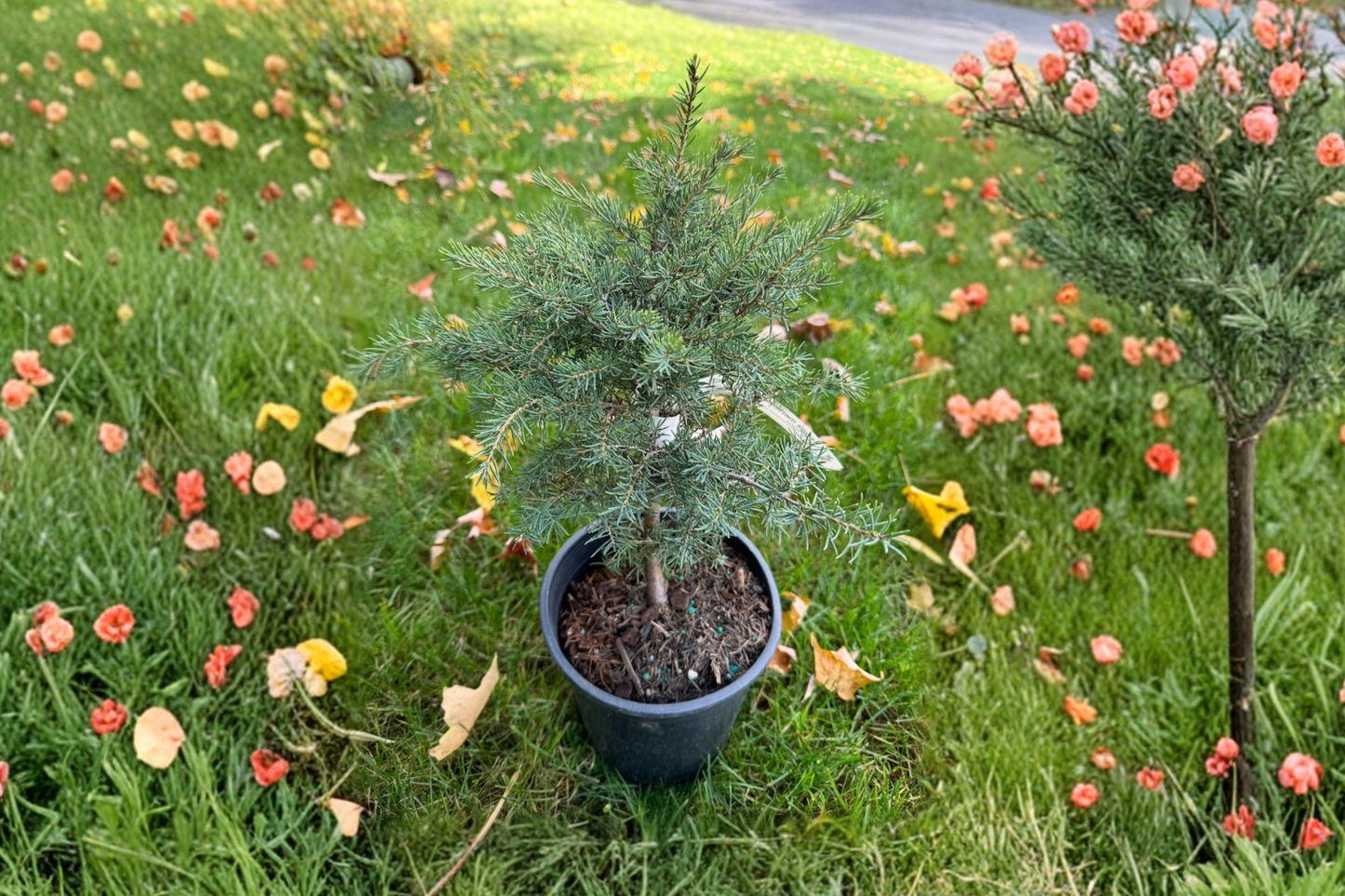 Mountain Hemlock Live Plant 12 Inch 1 Gallon Pot Evergreen Conifer Cold Hardy Tsuga Landscape Garden Tree