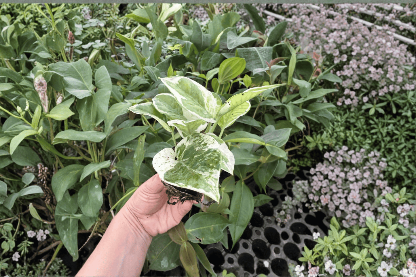 2 Pothos 'N'Joy' Starter Plants Bare Root – Epipremnum aureum 'N'Joy'