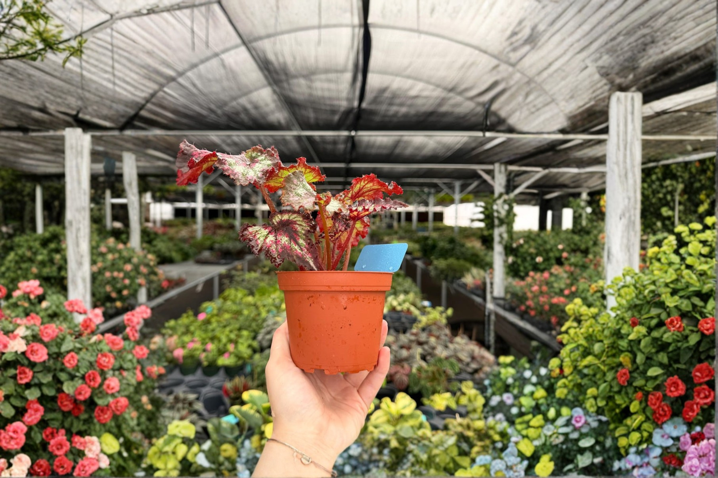 2 Exact Harmony's Heart's Desire Live Plants – 4-Inch Potted Houseplants