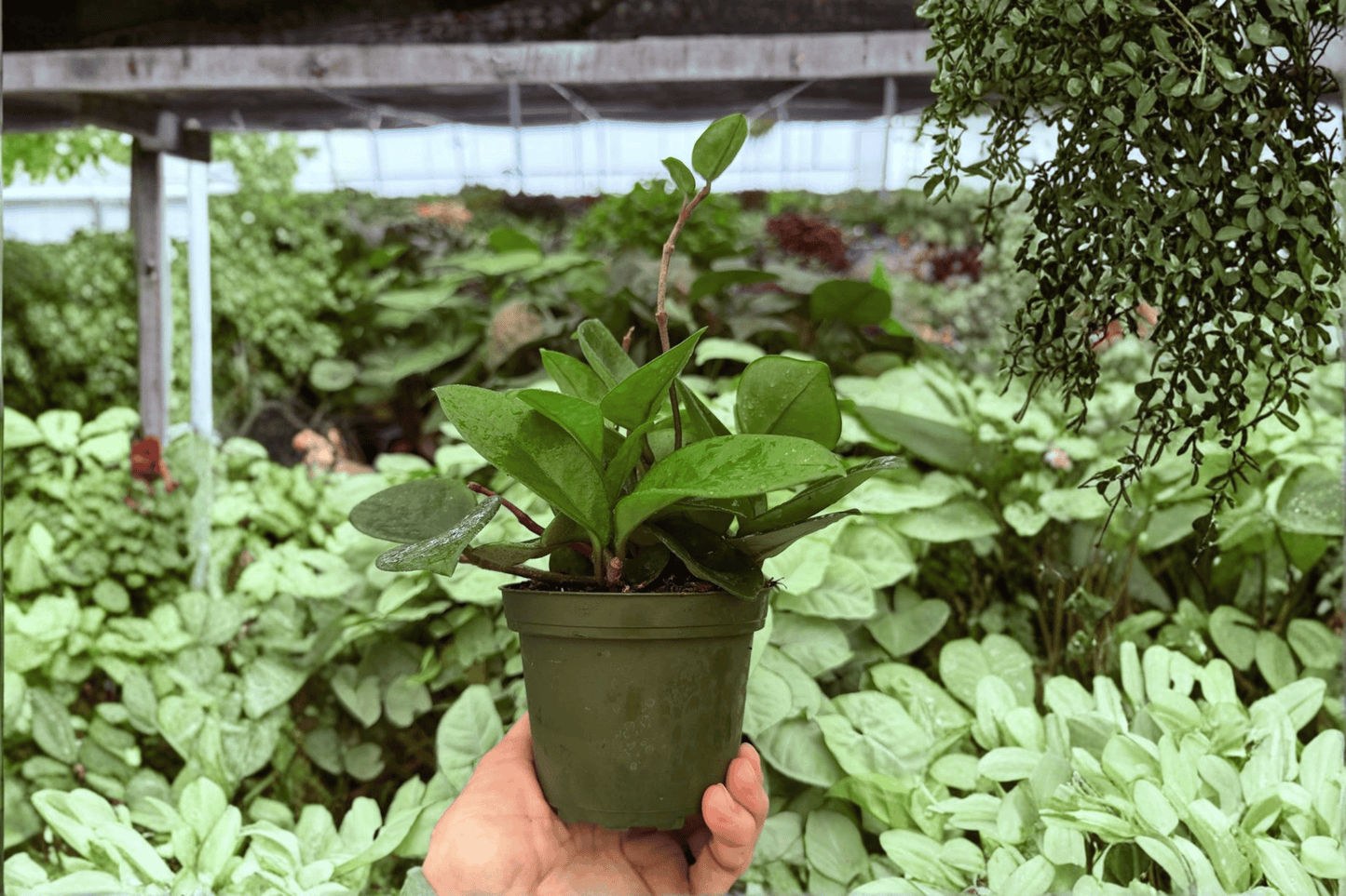 oya Chelsea 2 Exact Live Plants – 4-Inch Pots – Hoya carnosa ‘Chelsea’