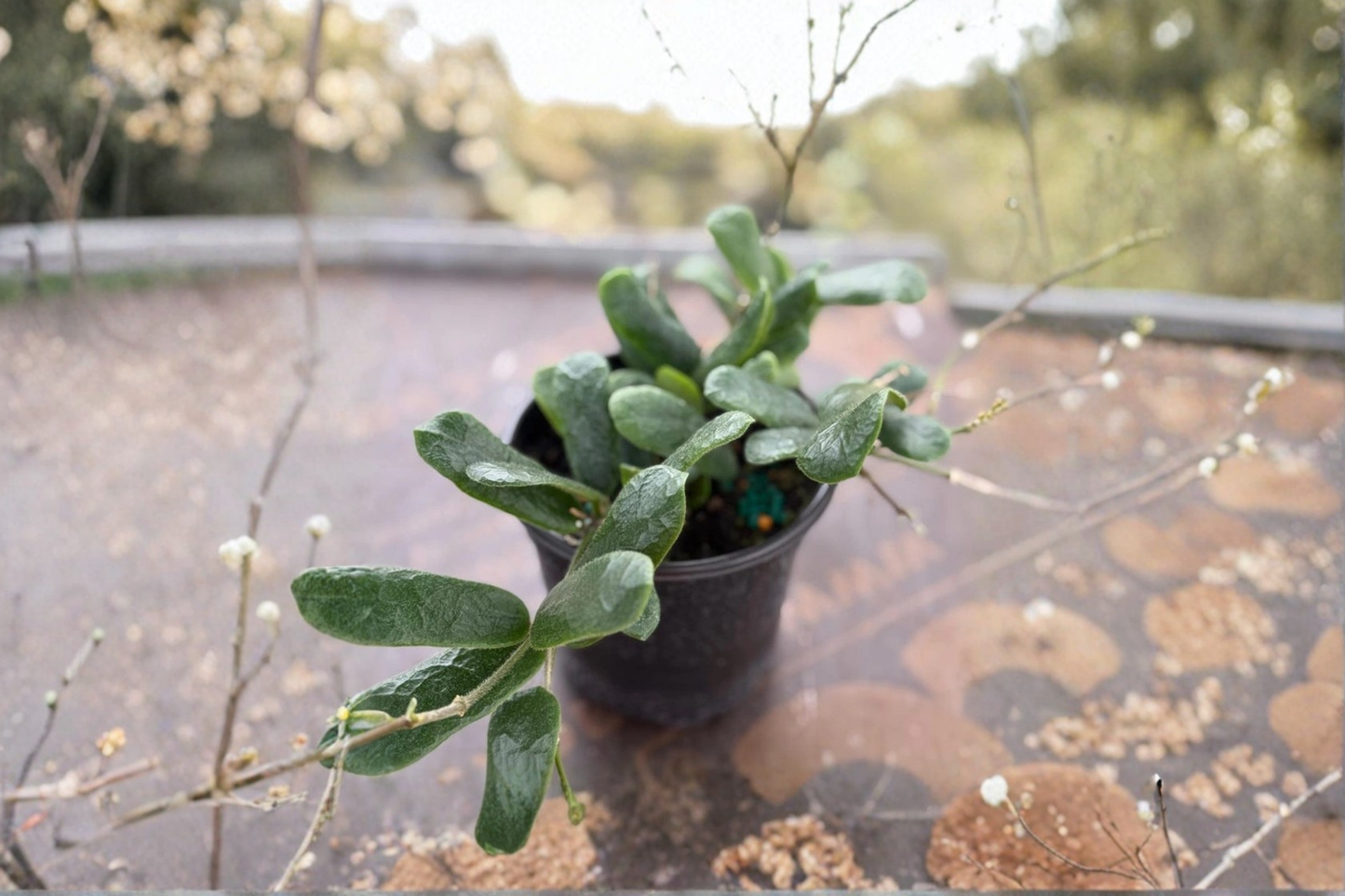 Hoya Rotundiflora Live Plant Rare Hoya Starter 2 Inch Pot Indoor Trailing Houseplant