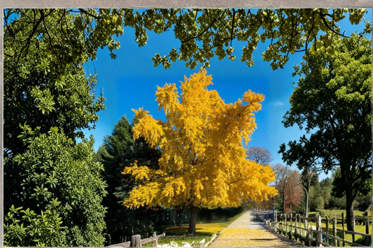 Ginkgo ‘Chotek’ Live Plant 8 Inch Tall – Ginkgo biloba 1 Year Graft Compact Ornamental Tree Garden Plant