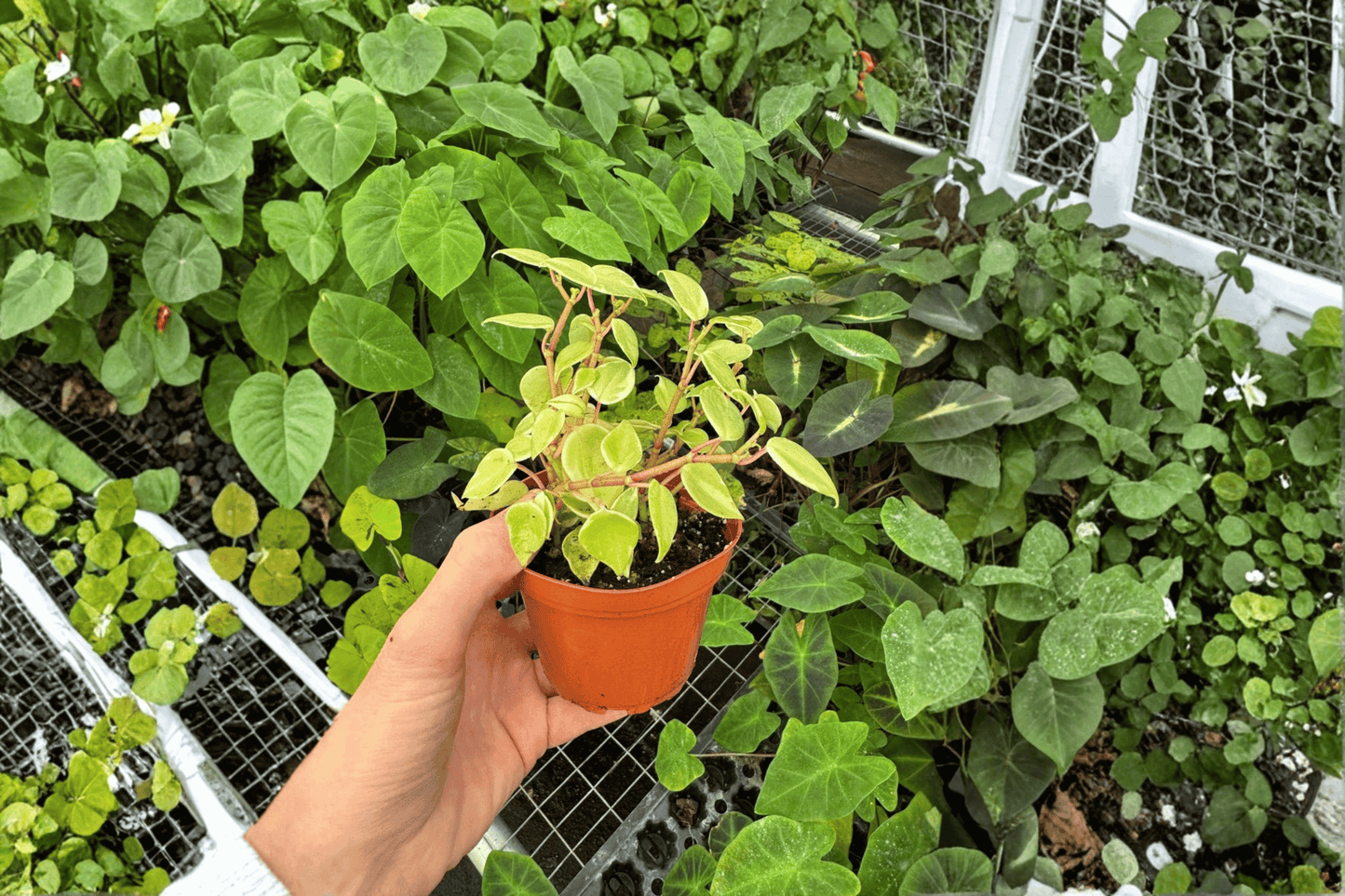 2 Variegated Peperomia 'Cupid' Live Plants – 4-Inch Pots – Peperomia scandens 'Variegata'