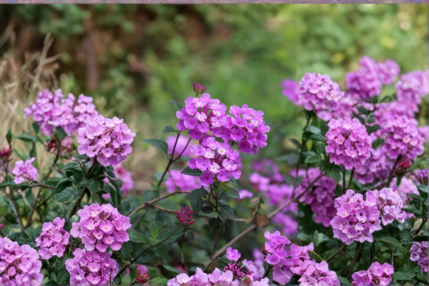 Purple Lantana Live Plant 4–6 Inches Tall – Lantana camara Starter Plant Bare Root