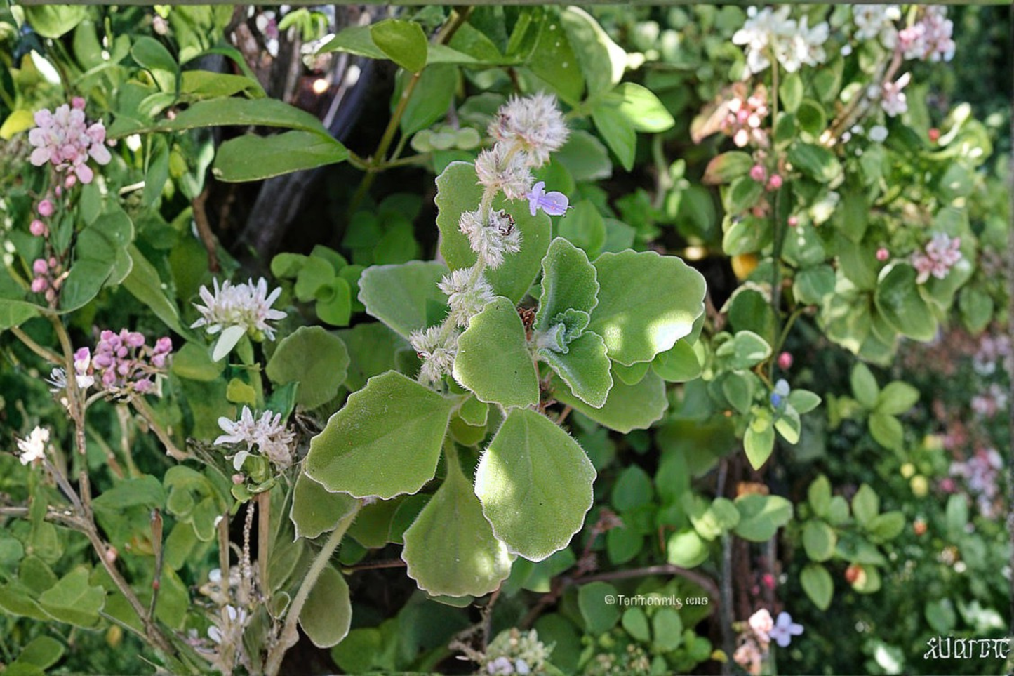 Live Rooted Vicks Plant Starter – Plectranthus tomentosa – Succulent Herb