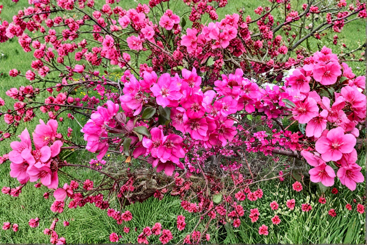 Profusion Crabapple Tree 4-6 Ft Live Plant – Red Pink Flowering Malus Ornamental Garden Tree