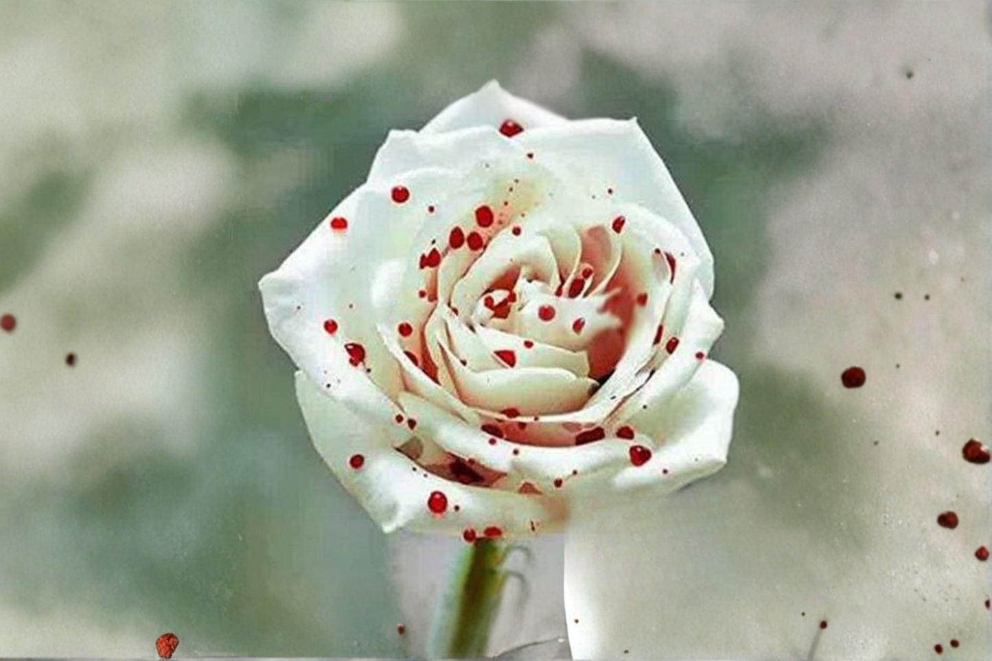 Blood Drop Rose Seeds Rare Deep Red Rose Bush Variety 30 Seeds Ornamental Garden Flower Planting Seed Pack