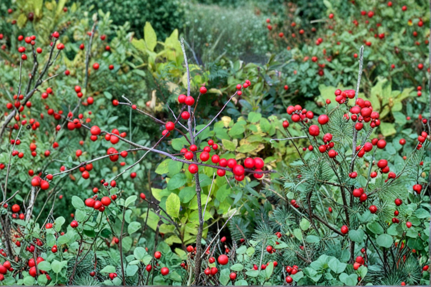 Mary Jo Winterberry Holly Live Plant Quart Pot – Ilex verticillata Female Shrub Red Berry Winter Garden Deciduous Landscape Plant