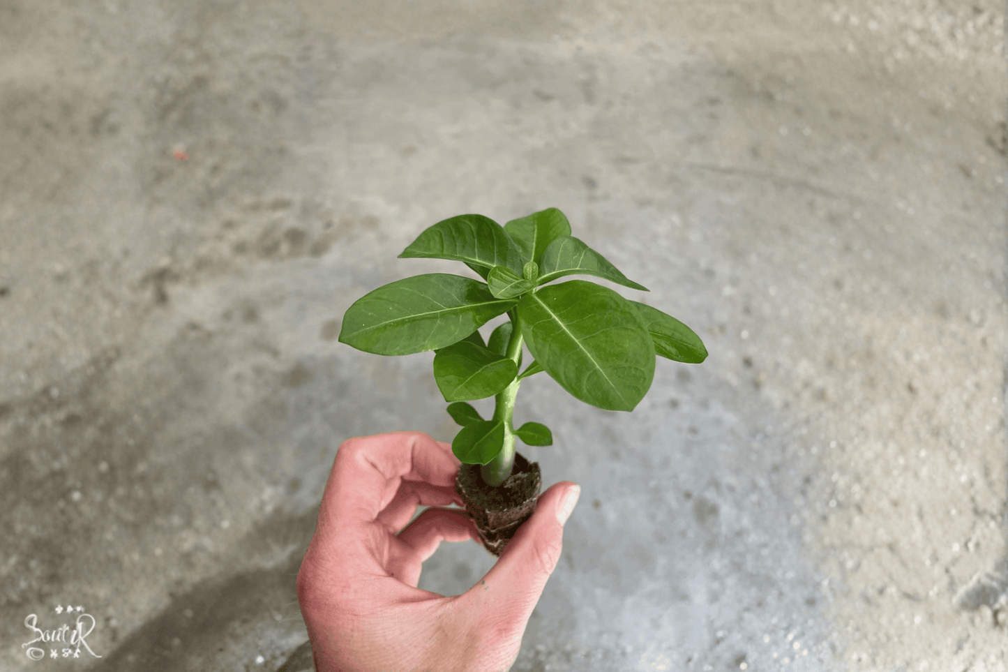 2 Red Desert Rose (Adenium obesum) Starter Plants – Bare Root – Live Succulents