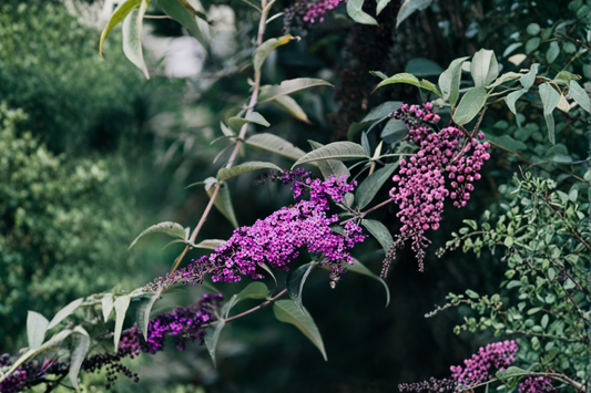 7 Purple Butterfly Bush Unrooted Cuttings 6 Inch – Buddleja davidii Live Plant Cuttings