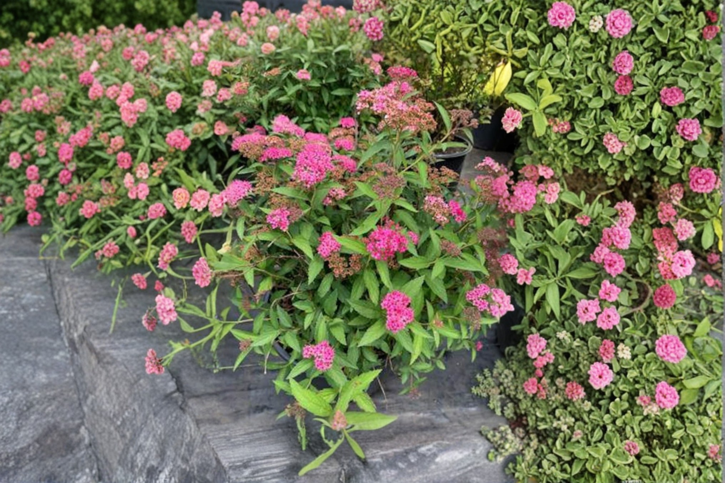Neon Flash Spirea Live Plant 4 Inch Pot – Spiraea japonica Pink Flower Shrub Compact Garden Border Plant