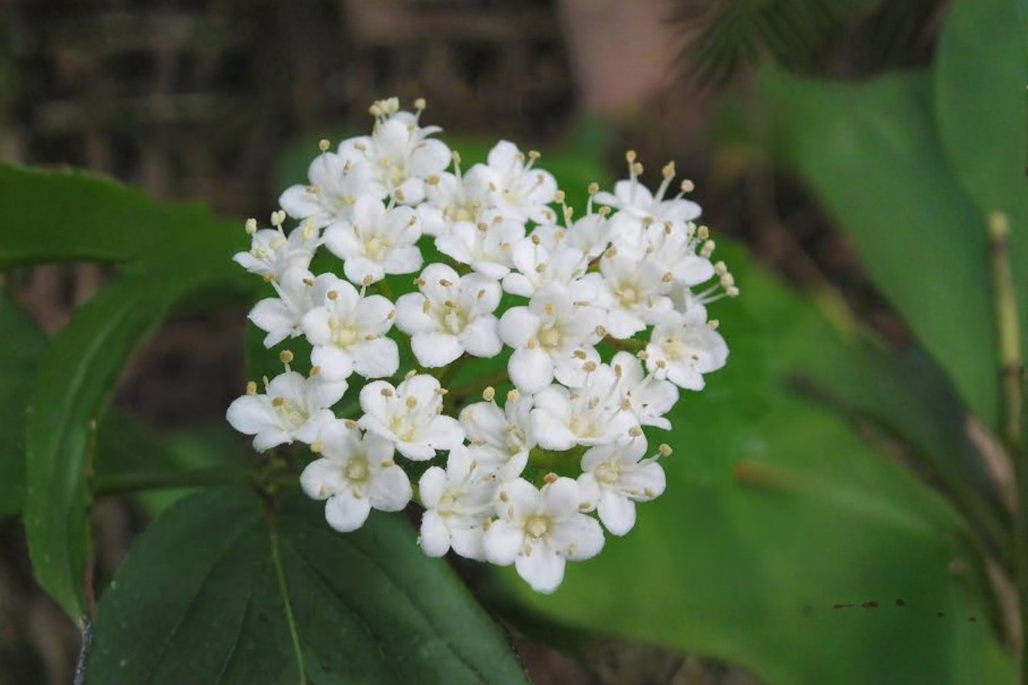 2 Arrowwood Viburnum Shrub Live Plants – 8+ Inches Tall – Viburnum dentatum