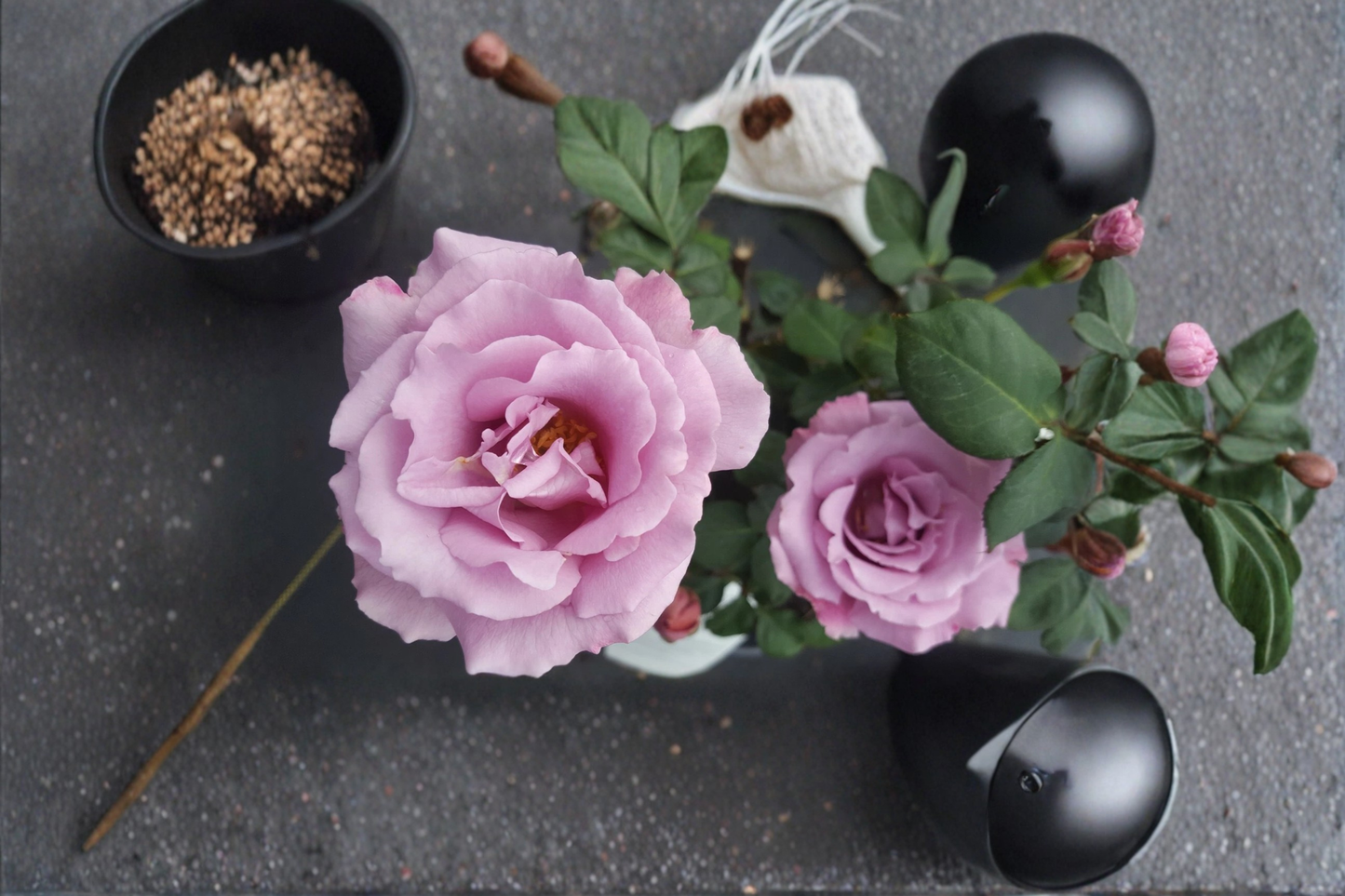 Angel Face Floribunda Rose Plant 3 Gal Lavender Mauve Rose Bush Live Outdoor Garden Flowering Shrub