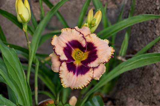 Daring Deception Daylily 3 Bare Root Plants Pink Flower Perennial Easy Care Garden Border Hemerocallis
