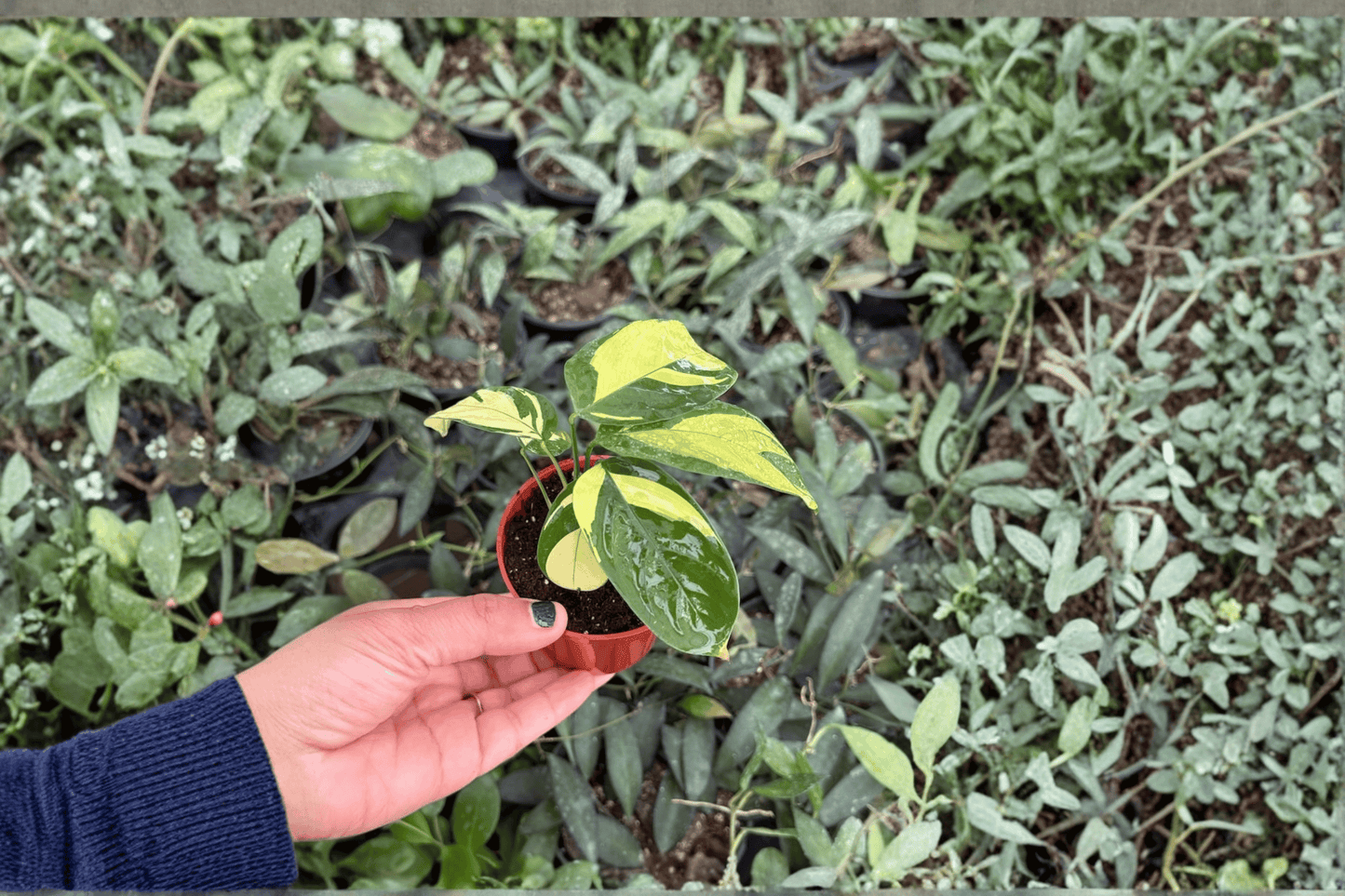 Calathea Pilosa 2 Starter Live Plants – 2-Inch Pot Size – Goeppertia pilosa