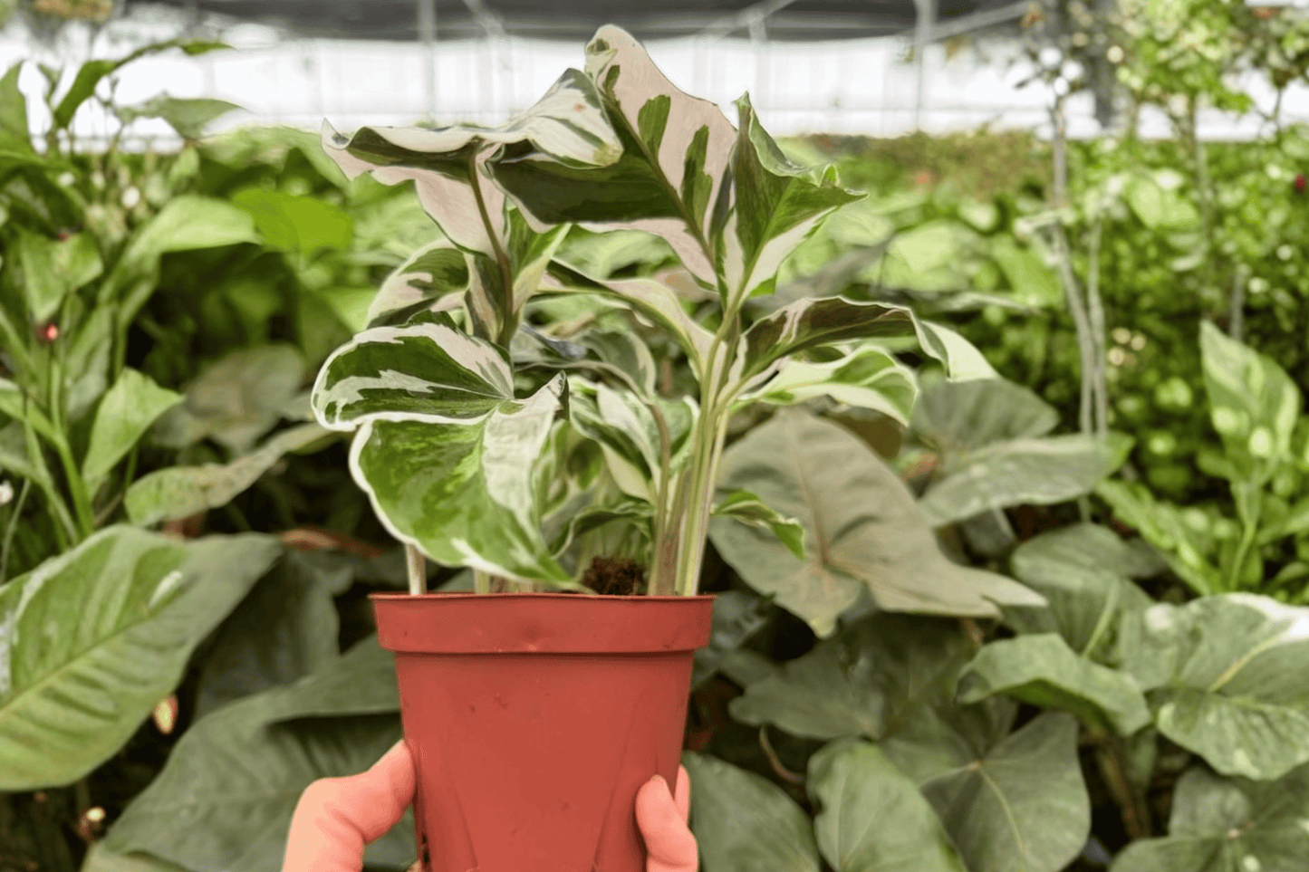 Calathea White Fusion 2 Exact Live Plants – 4-Inch Pots – Goeppertia lietzei ‘White Fusion’