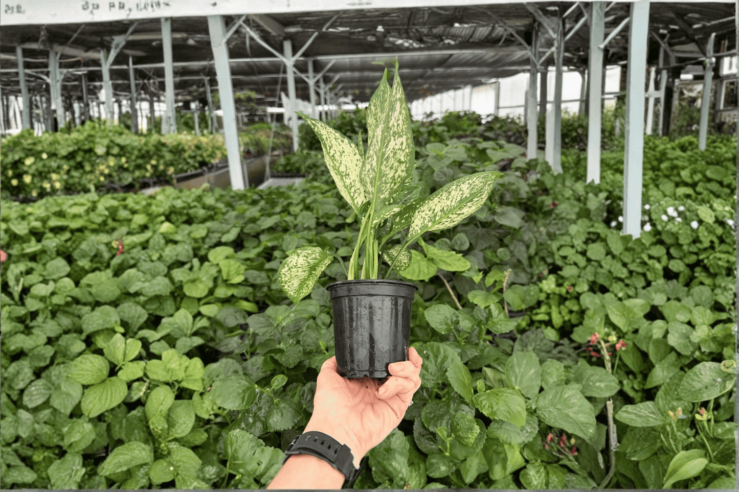 2 Exact Aglaonema Wintery Winehouse Live Plants in 4-Inch Pots – Aglaonema 'Wintery Winehouse'