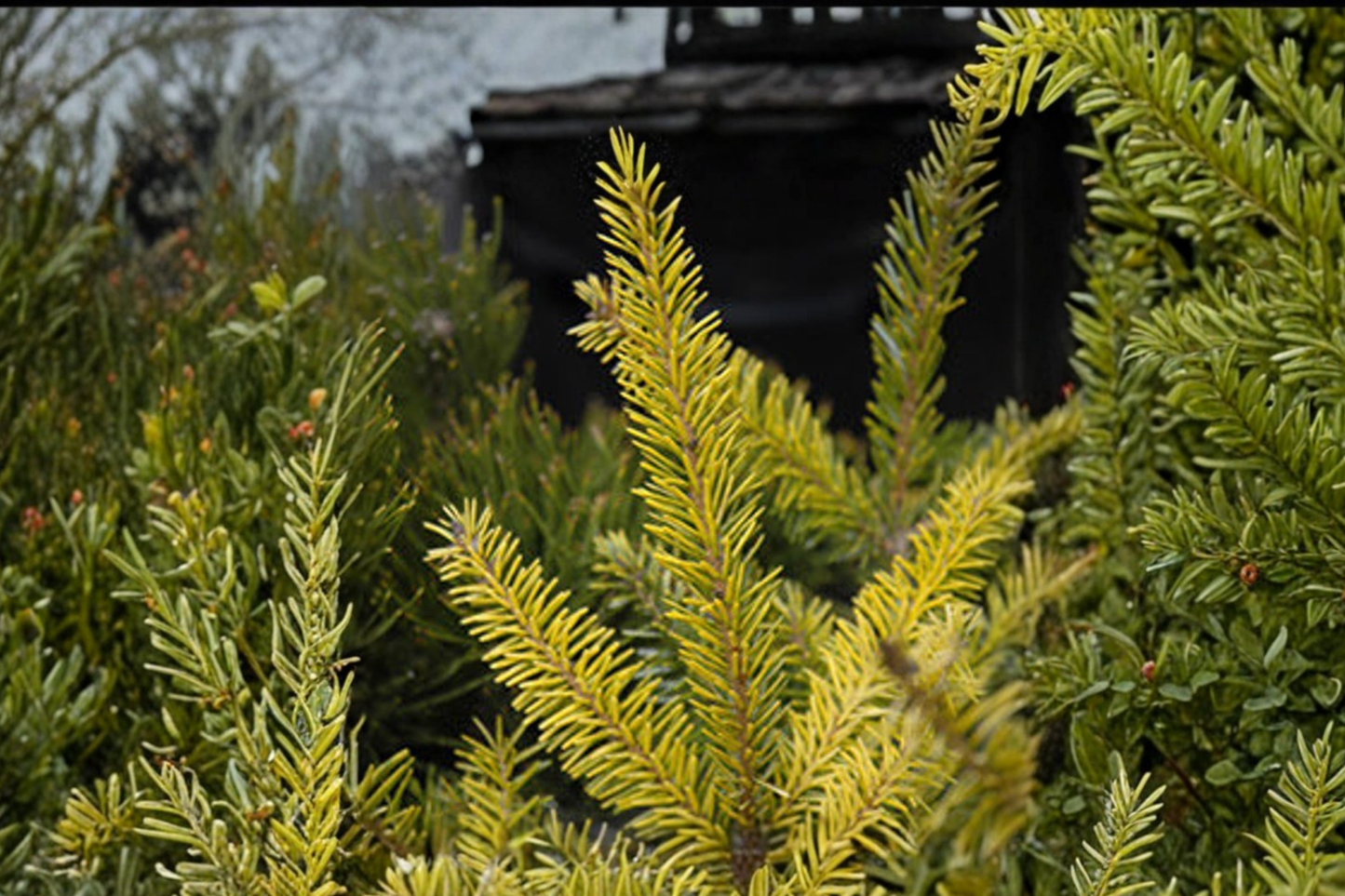 Aurea Serbian Spruce 12 Inch Live Plant 1 Gallon Pot – Picea omorika Golden Evergreen Conifer Garden Landscape Tree